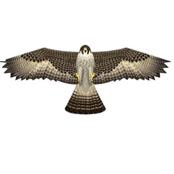 Falcon Birds Of Prey Kite - 48"