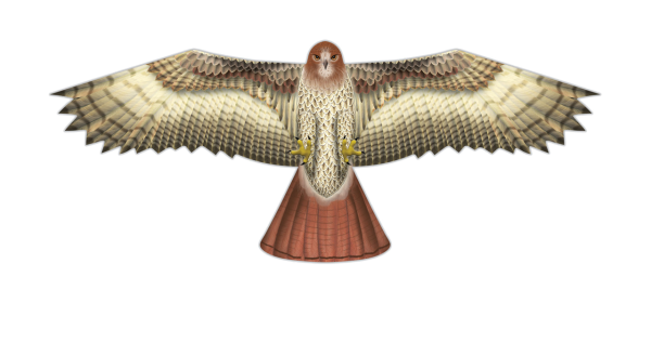 Hawk Supersize Bird of Prey Kite - 70"