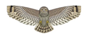 Owl Birds Of Prey Kite - 48"